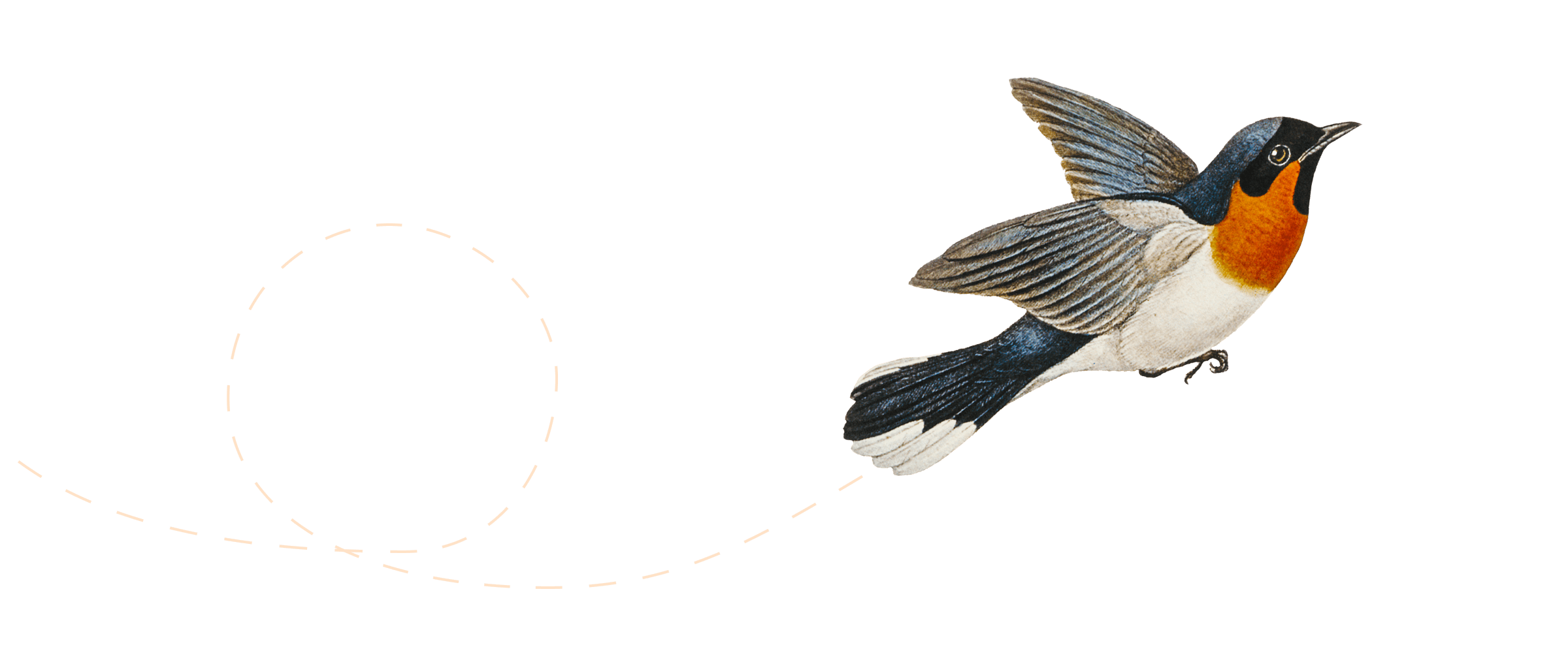 Illustration eines fliegenden Vogels.